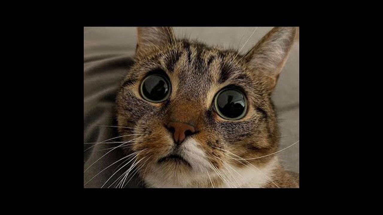 Funny animal videos 2023 - Funny cats-dogs - Funny animals -Haypyy Pett