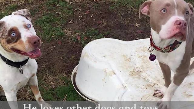 Bane is a handsome Catahoula Leopard with a goofy personality