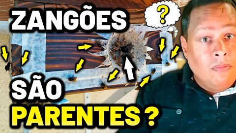 Quantas GENÉTICAS DIFERENTES de ABELHAS preciso ter para EVITAR a CONSANGUINIDADE? | [🐝🎬 Cortes]