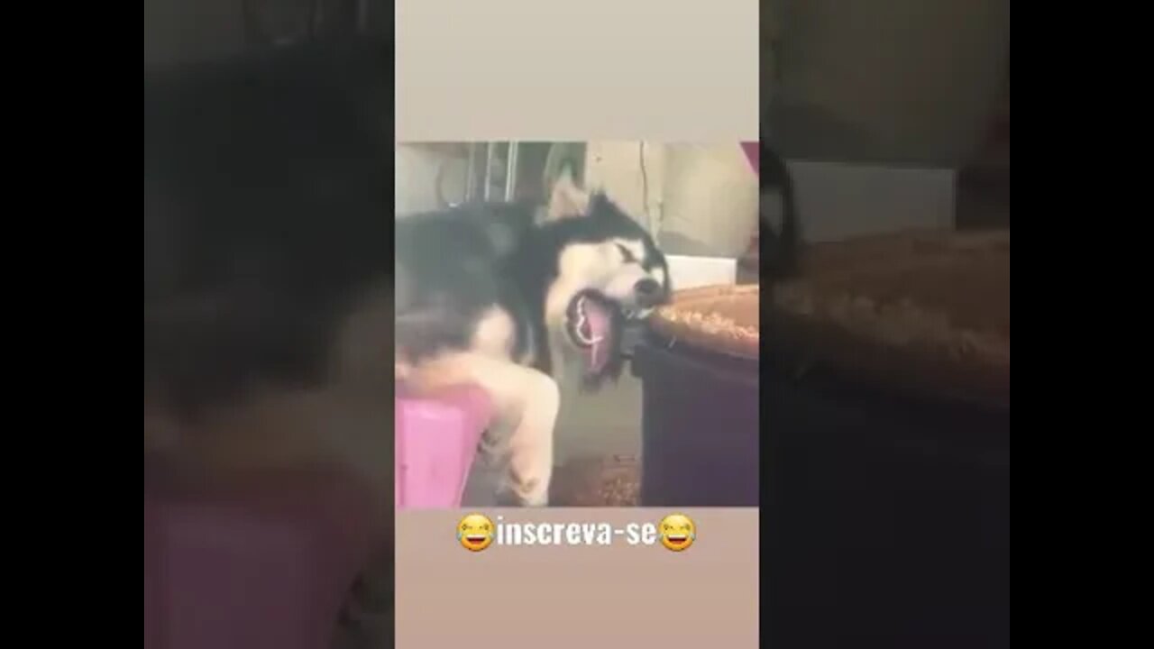 pegou no sono #shorts