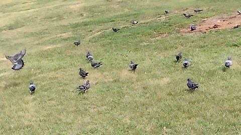 Pigeon Parade