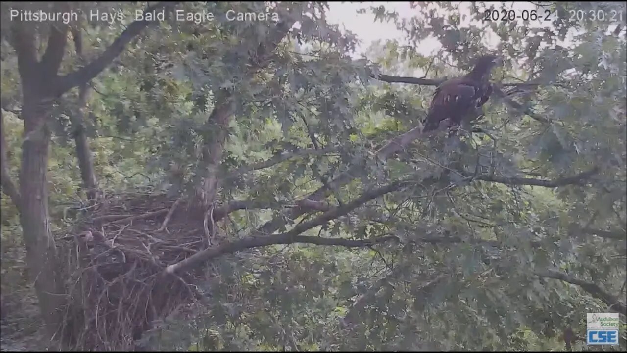 Hays Eagles H11 here's flying at you 62420