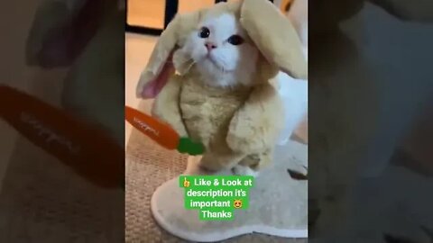 cute cat videos 😹 funny videos 😂 1137 😻 #shorts