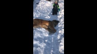 Magnus the Leonberger loves the snow