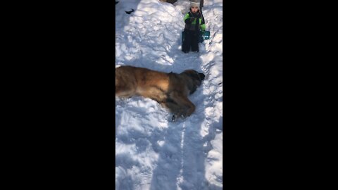 Magnus the Leonberger loves the snow