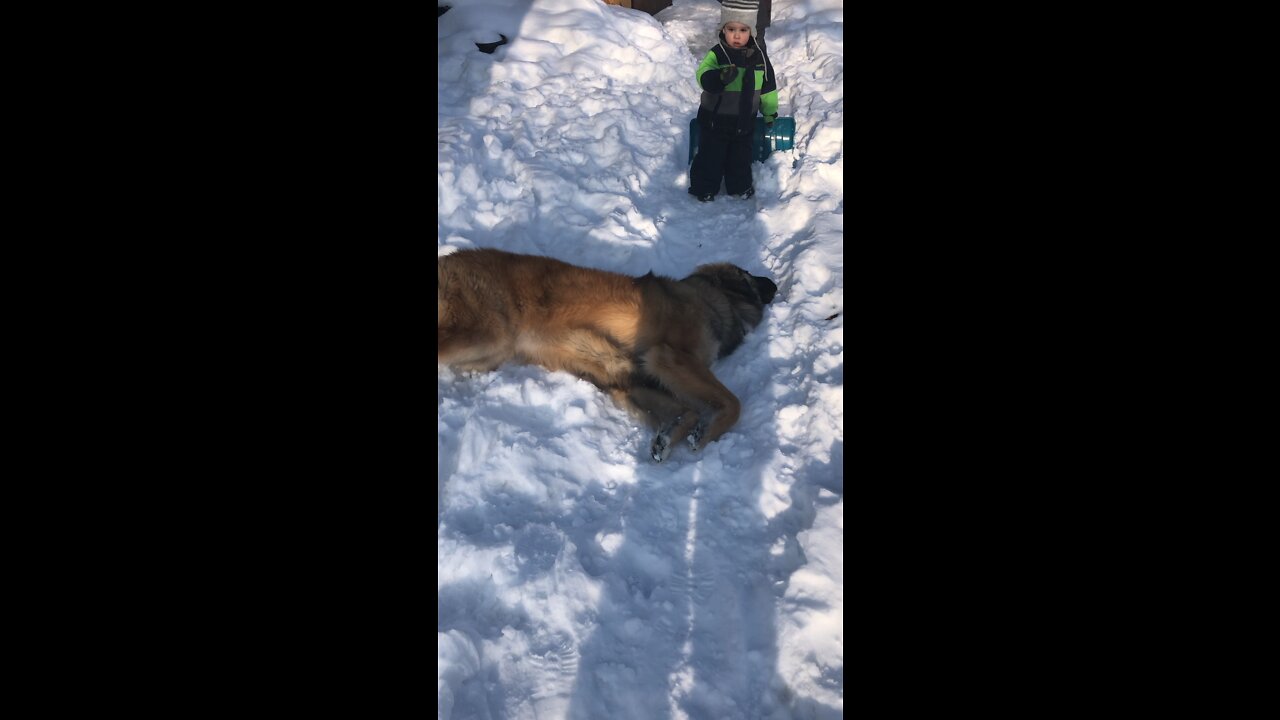 Magnus the Leonberger loves the snow