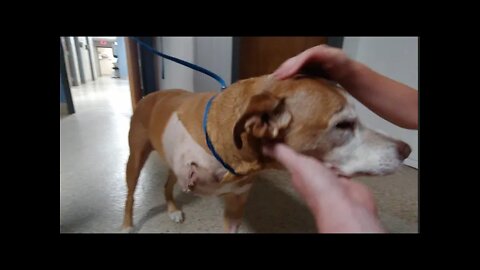 Brilla The (Three-Legged) Blind Dog - Amputation - Episode 1 - Diagnosis, Surgery, Recovery Day 1