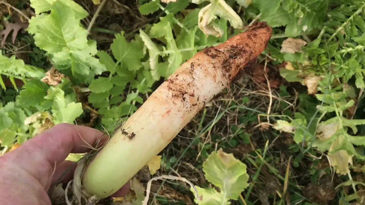 Harvesting vegetables even in the winter