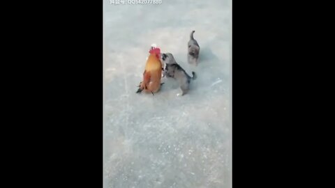 Chicken VS Dog pt.8