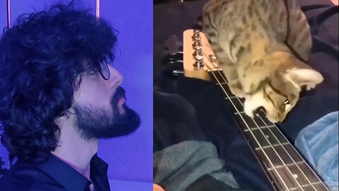 bass cat