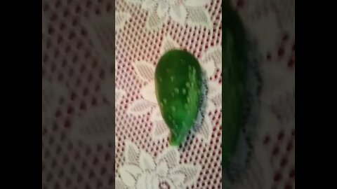 She Wannã Cucumber 🥒🥒🥒🥒🥒🥒🥒