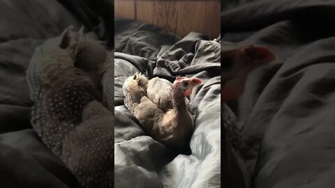 Matilda, the disabled guinea fowl, enjoying some time on the bed