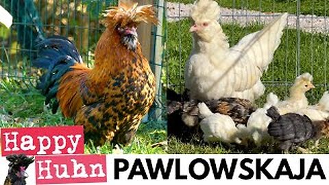 Portrait of Pavlovskaya Chickens: The True Story of These Russian Crested Chickens