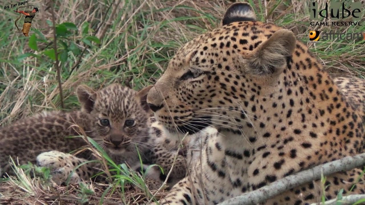 Seriously Cute Little Leopard Cub