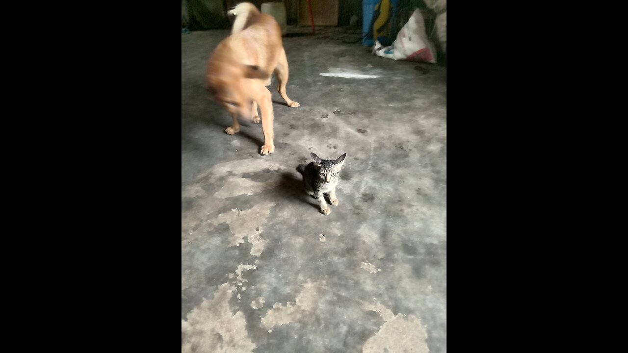 mydog videos