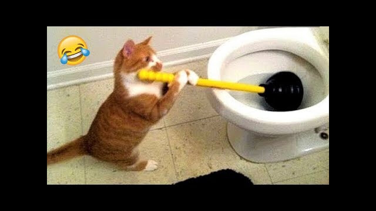 Funniest Animals 😄 New Funny Cats and Dogs Videos 😹🐶