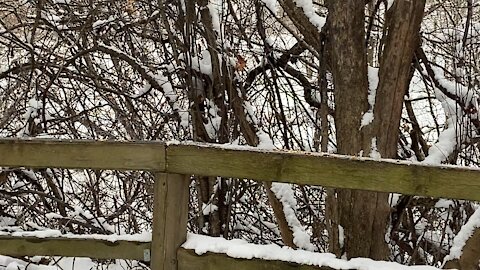 Cardinal being cautious as usual