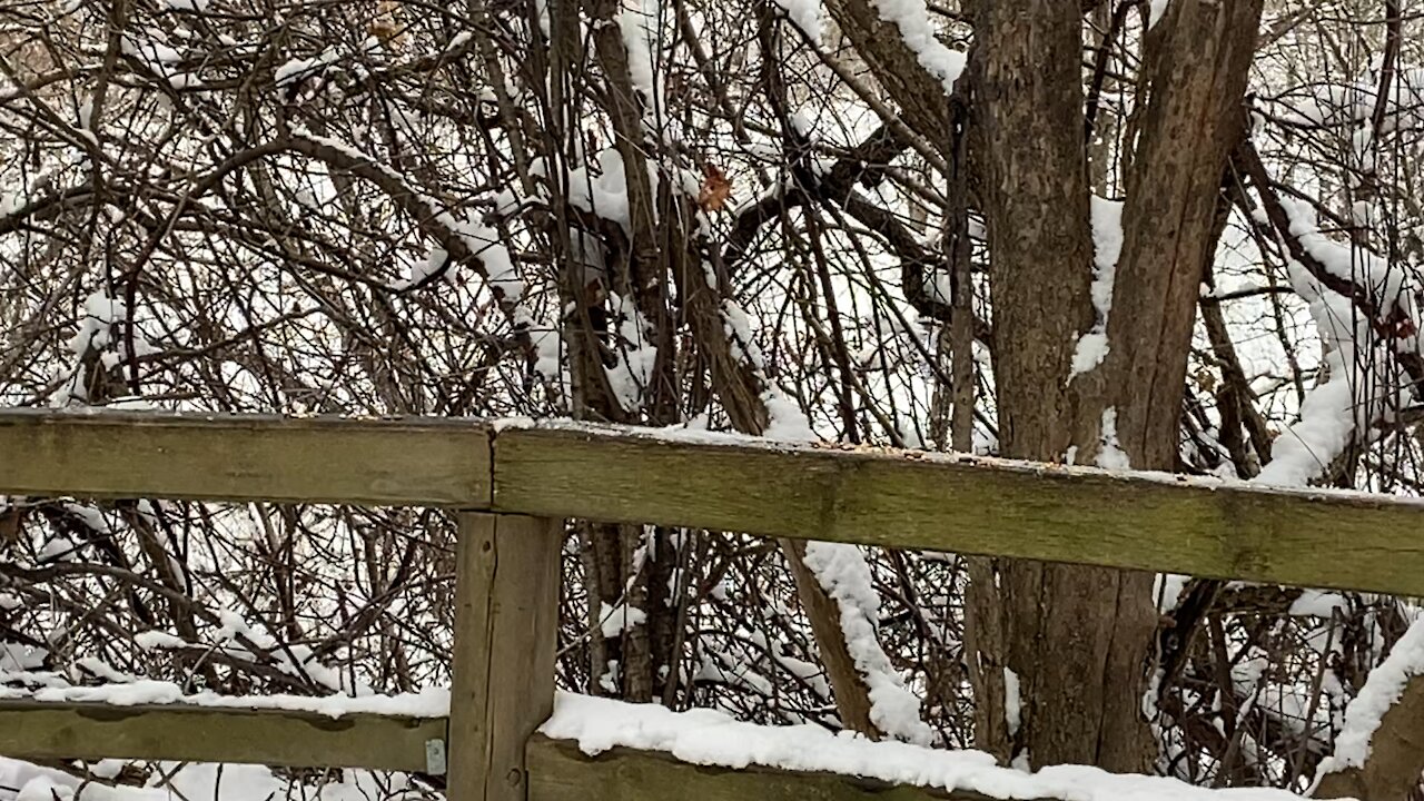 Cardinal being cautious as usual