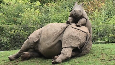 Baby rhino adorably begs tired mom to play