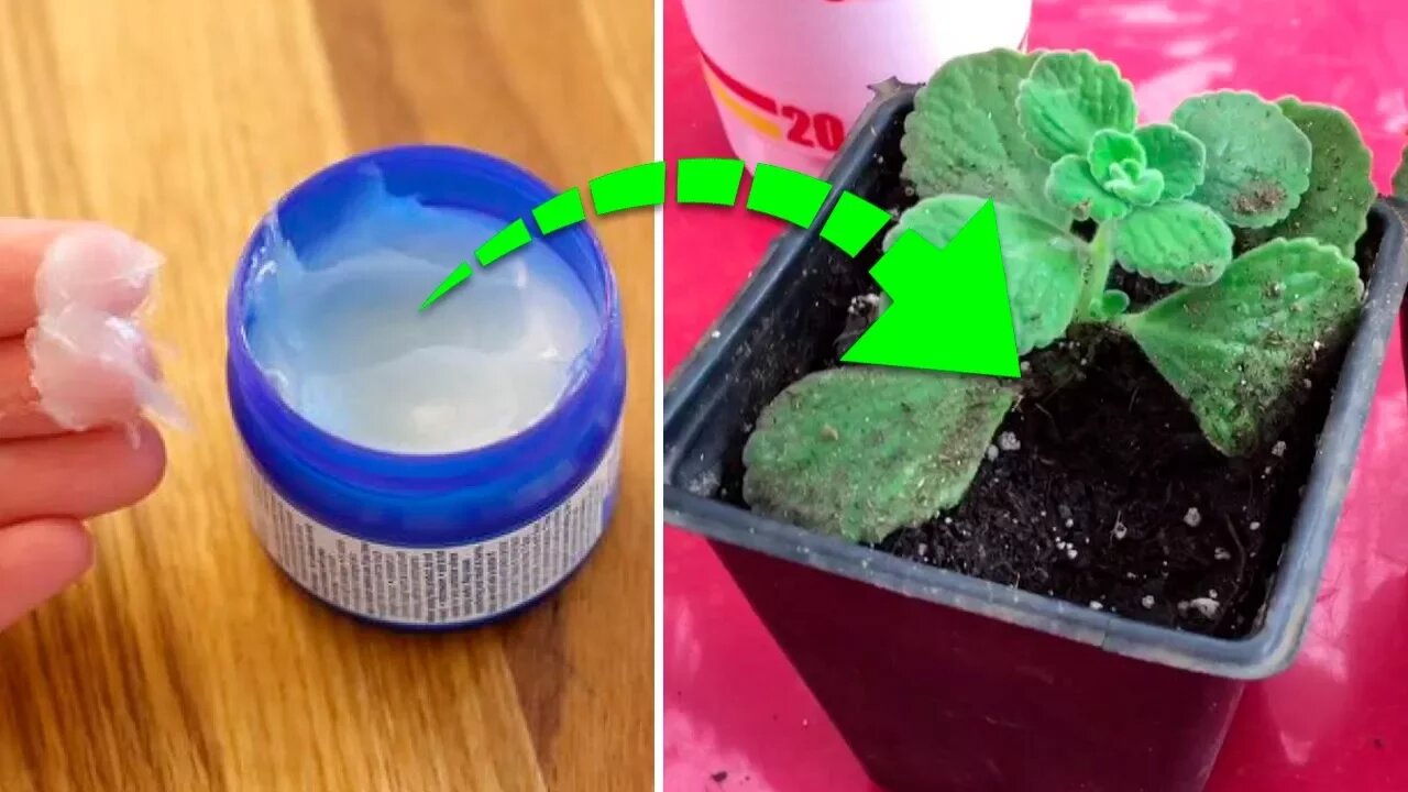 Do You Know The Incredible Vick's VapoRub Plant?