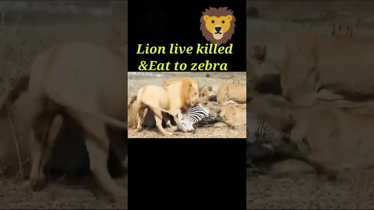 Lion live killed & Eat to Zebra 🦓#shorts #youtubeshorts