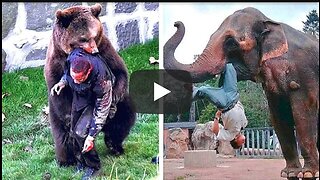 When Animals take revenge on Humans