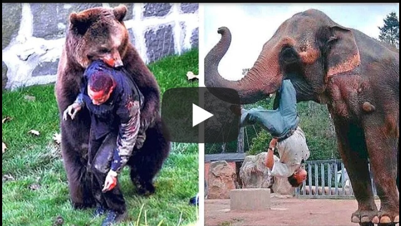 When Animals take revenge on Humans