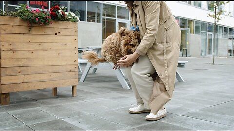 the owner catch baby dog,, $ "" wao what a video.