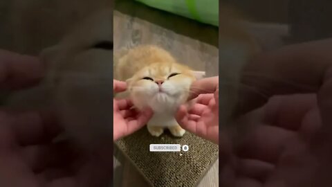 funny cat videos | cute cat videos| cute animals funny cats #shorts #shortsfunny #cutecat #funnycat