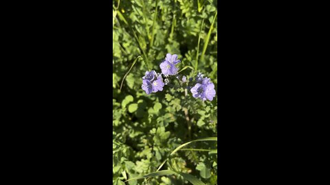 Phacelia Flowers