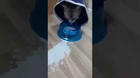 cute cat funny shorts clip video #cats #babycat #catbabyvideos #shorts