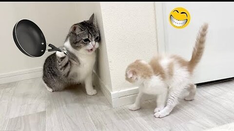 Funny animal viral video 2024 🐶😸😸 f