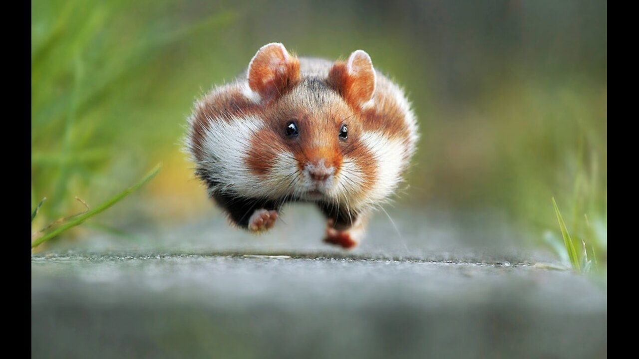 Funny animals