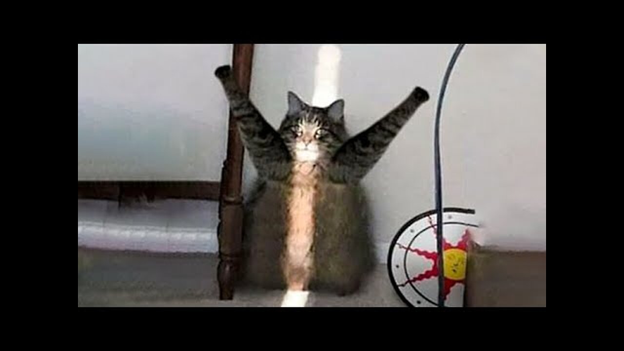 Funniest Animals Best Of The 2022 Funny Animal Videos #2