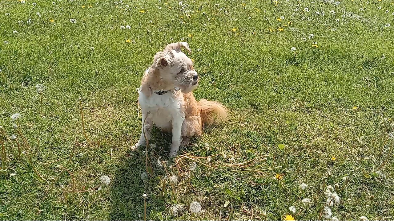 Dog does AMAZING TRICKS in the PARK