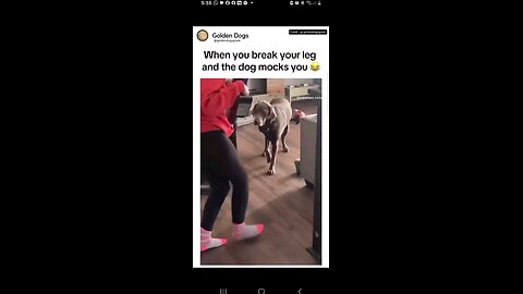 funny animal