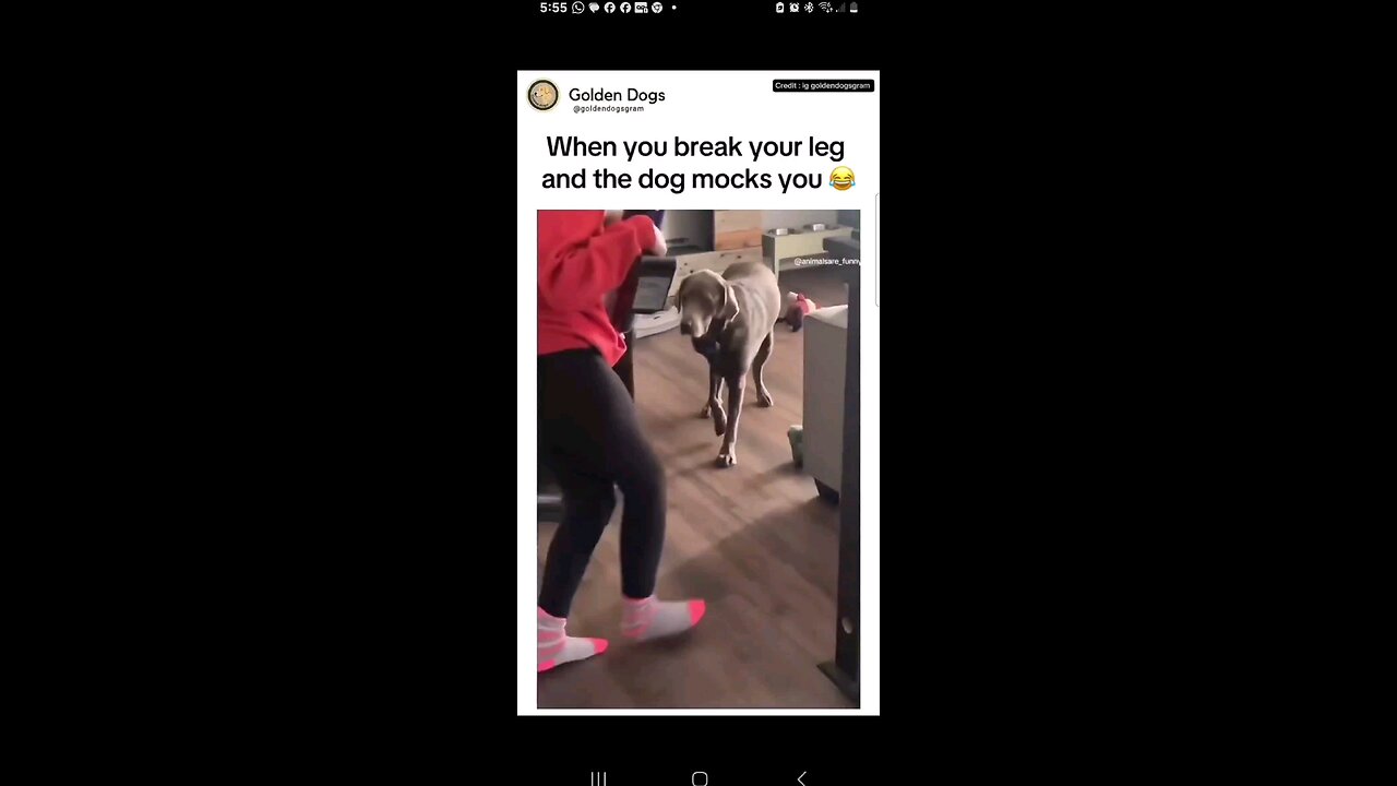 funny animal