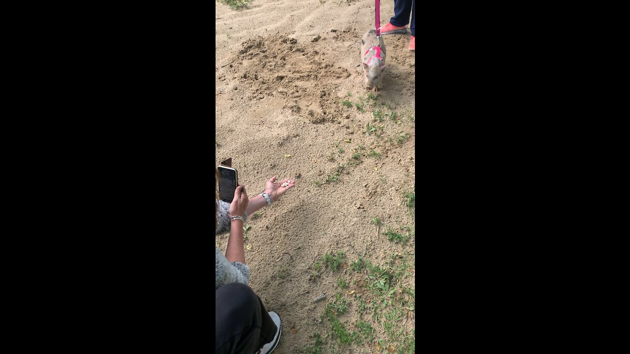 Pig at the park