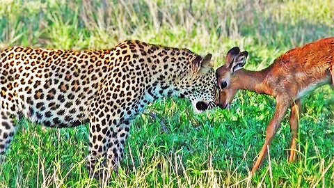 Impala Plays with Leopards