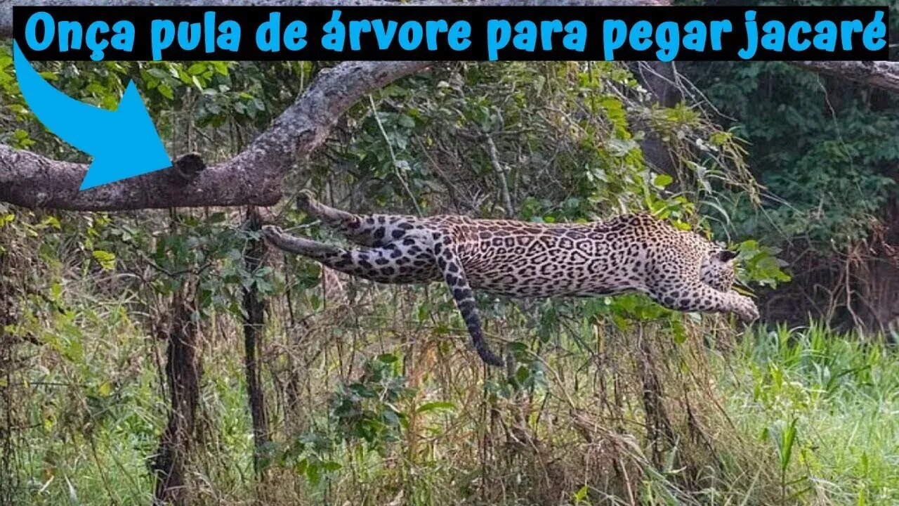 Onça Pula De Árvore Pra Capturar Jacaré!