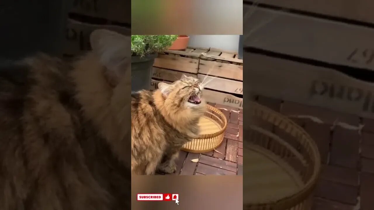funny cat videos cute cat videos cute animals funny cats #shorts #shortsfunny #cutecat #funnycat🐈⬛