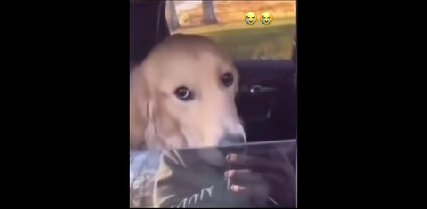 IF YOU LAUGH YOU LOSE , Impossible try not to laugh