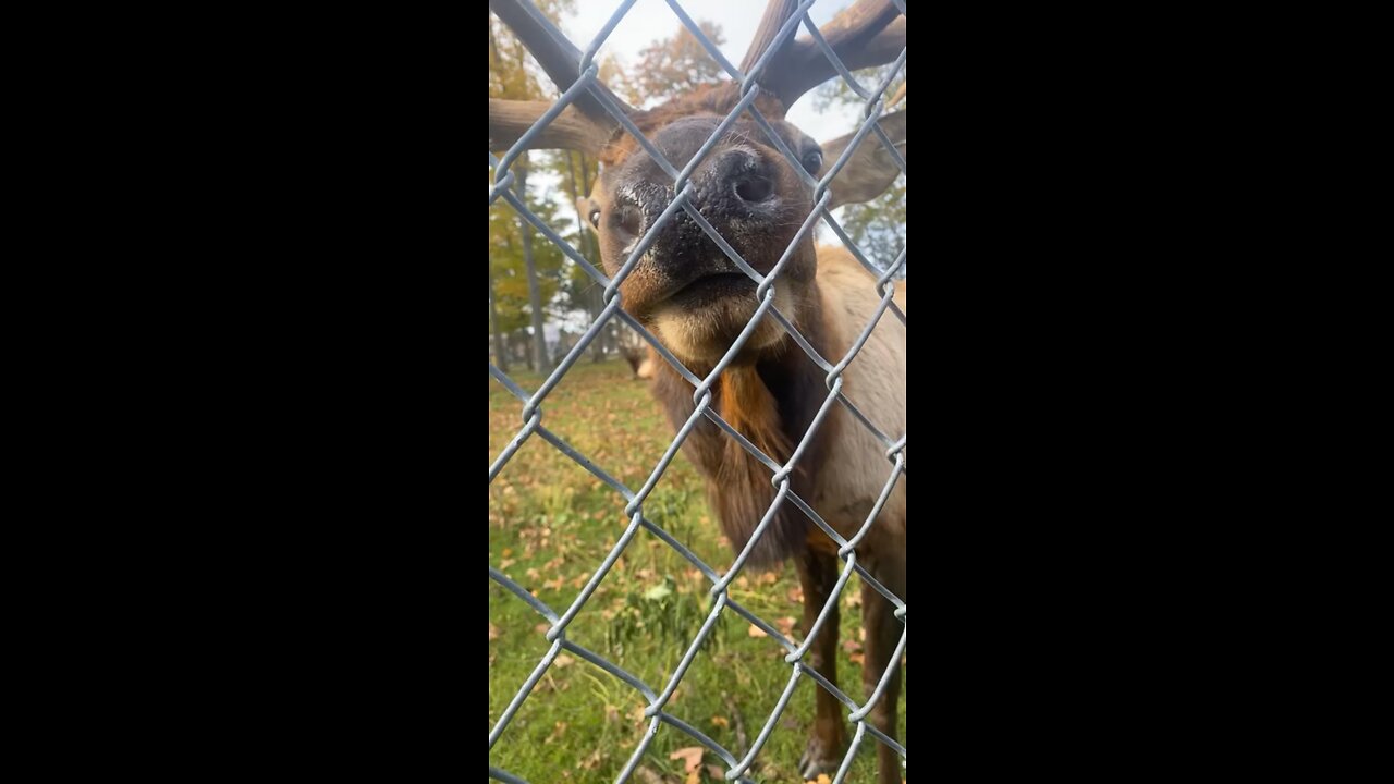 trying to make friends with some elk.