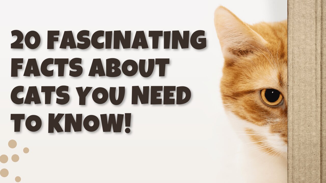 20 Fascinating Facts About Cats You Need to Know!