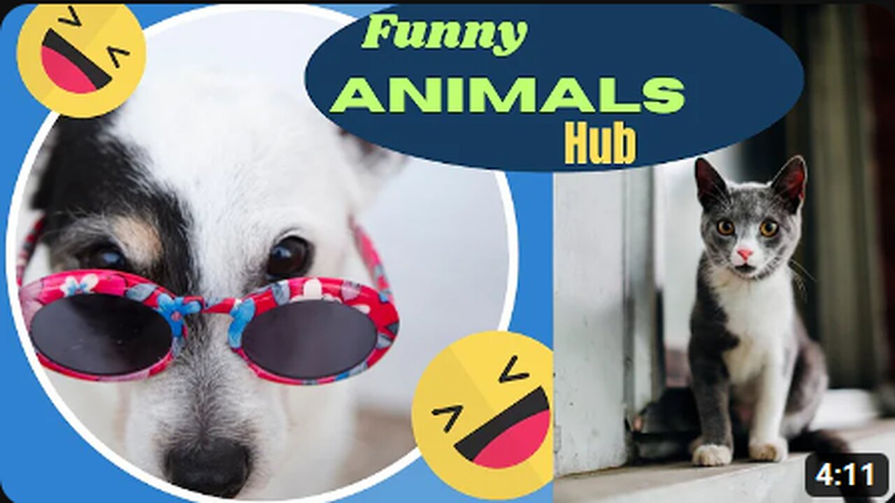 Funny animals 😄hub,funny animals club youtube, 🤣, funny animals dancing 💃😄, funny animals fighting 😄