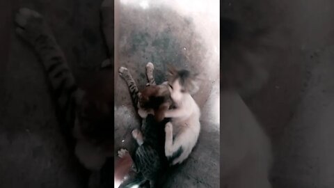 القطط الجميلة my cat#funny #shorts #youtubeshorts