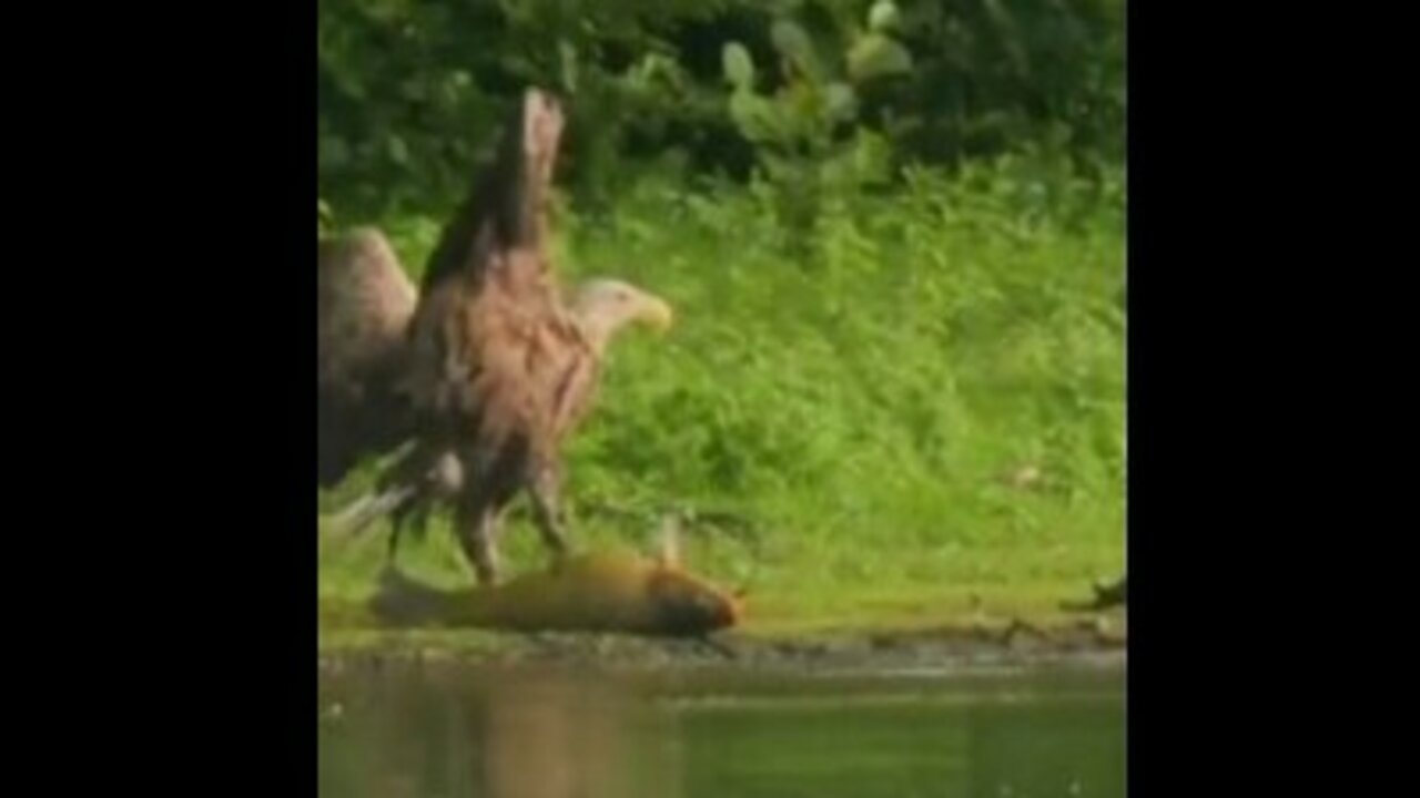 Eagle Vs Big Fish . Who's winning . Fight in Water.