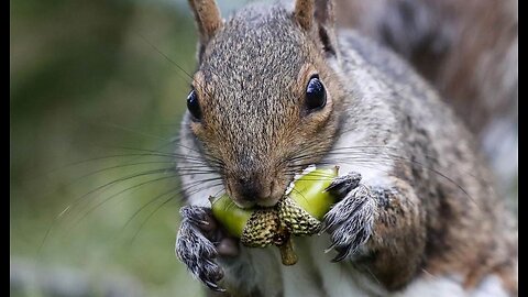 Tales of the Absurd: Venezuelan Man Allowed to Enter US Illegally, but Not His Pet Squirrel