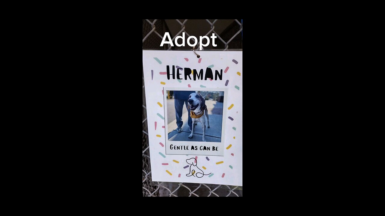 #adopt #adoptdontshop #spayandneutersaveslives #supportyourlocalshelter