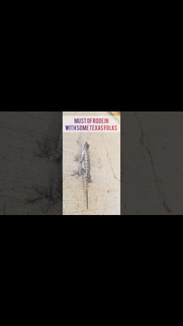 #lizard #western #mothernature #nature